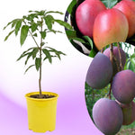 Tommy Atkins Mango Tree Live Plant, 8–12 Inch Tall in Pot, Sweet Hardy Mango Seedling Variety for Planting, Outdoor Fast-Growing