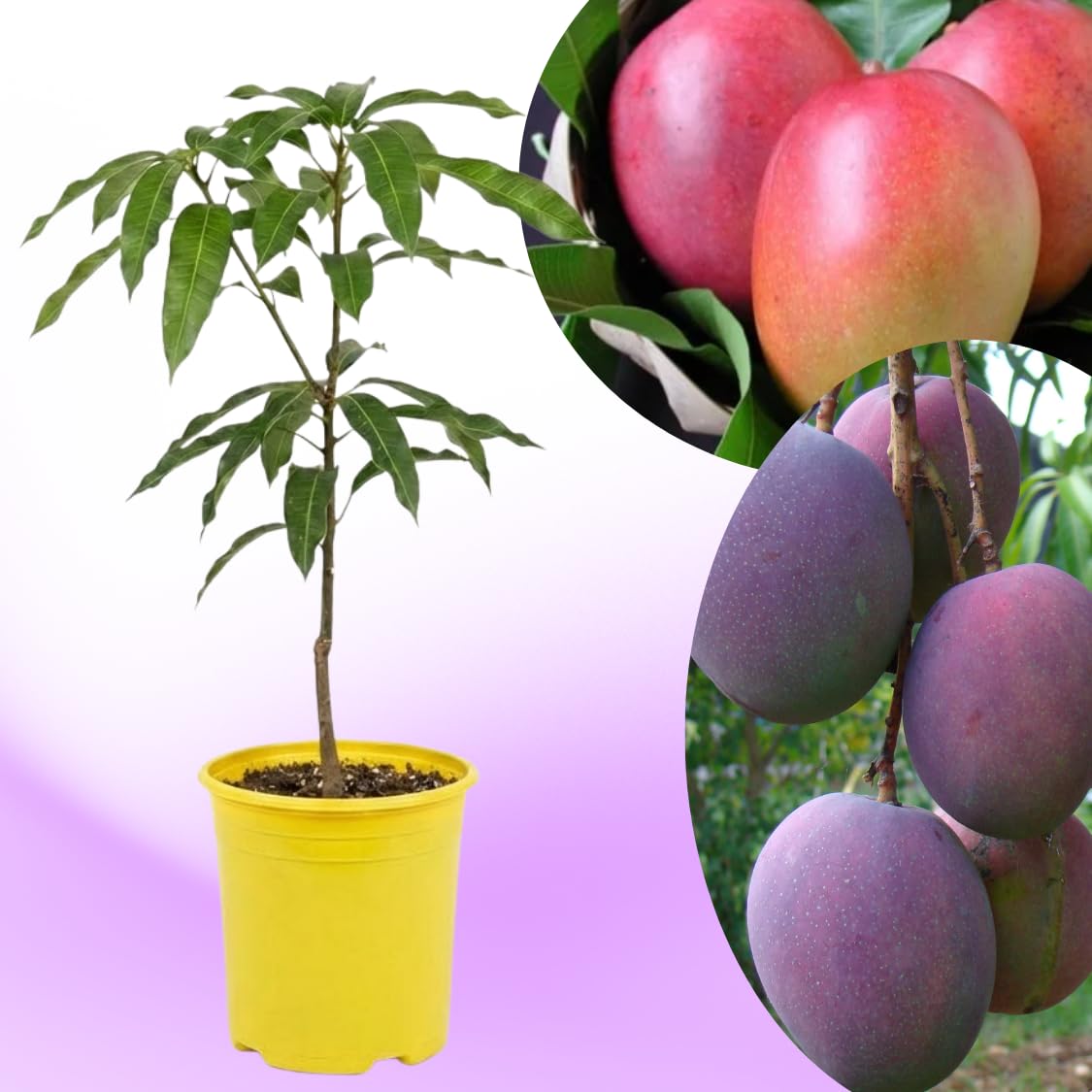 Tommy Atkins Mango Tree Live Plant, 8–12 Inch Tall in Pot, Sweet Hardy Mango Seedling Variety for Planting, Outdoor Fast-Growing