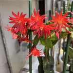 Easter Cactus Plants Live, Spring Bloom, Cold Hardy, 5-9" in Tall, No Pot, Starter Holiday Cactus Plant for Indoor Outdoor Houseplants (Red)