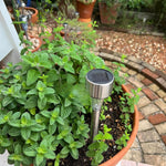 Big Clumps Strawberry Mint Plants Live in Pot, Well-Rooted Herb for Home Gardens, Heirloom Mint Indoor Outdoor, Fresh Mints