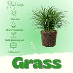 Set of 2 Mondo Grass Live Plant 4-6 Inches Tall, Ornamental Grass Live Plants, Low Maintenance, Ideal for Outdoor Gardening