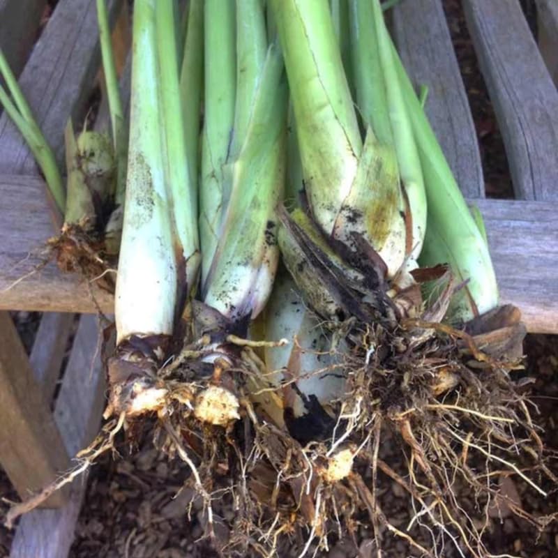 3 Lemon Grass Live Plants, Lemongrass Plants for Outside, Indoor Outdoor Herb Rooted Lemongrass Stalks