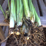 16 Stalks Lemongrass Plants Live Well Rooted, No Pot Lemon Grass Tree Perennial Indoor Outdoor, Starter 3-7 Inches Tall