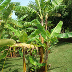 Truly Tiny Banana Plant Live, 4-6" Tall Well-Rooted for Indoor Tropical Displays, Cold Hardy Banana Fruit Tree