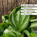 Watermelon Peperomia Plant Live, Rare Peperomia Houseplant Live, Ripple Foliage, 3 to 5 Inches Tall, Ideal for Home and Office Decoration