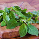 Basil Plants Live, 15 Green Basil Live Plant for Gardening Outdoor Indoor, 4 to 6'' Tall