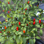 Red Pequin Pepper Plants Live for Planting, 6 to 8 Inch Tall Pepper Plants in Pot, Hot Peppers