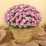 Pink Chrysanthemum Plants Live Starter, Mums Plants Live for Spring Blooms, Outside Growing, Hardy and Fast-Growing, Size 4-8" in Tall