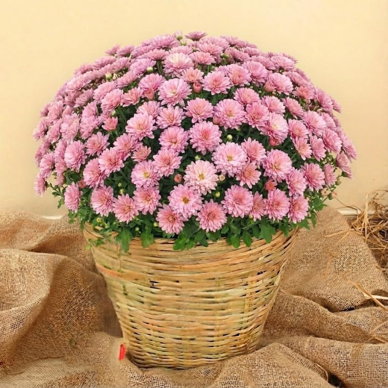 Pink Chrysanthemum Plants Live Starter, Mums Plants Live for Spring Blooms, Outside Growing, Hardy and Fast-Growing, Size 4-8" in Tall
