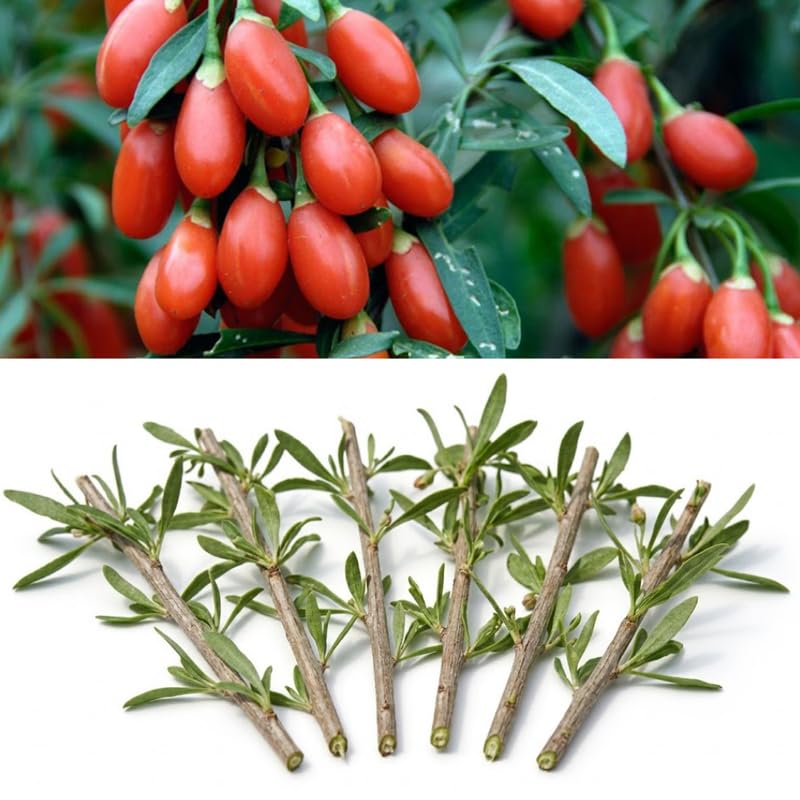 Set 6 Red Goji Berry Plants Cuttings, 8-10 Inches Tall Fruit Berry Bush Plant Cutting for Planting, Unrooted