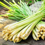 2 Lemon Grass Live Plants, Lemongrass Plants Live, 10 Inc in Height
