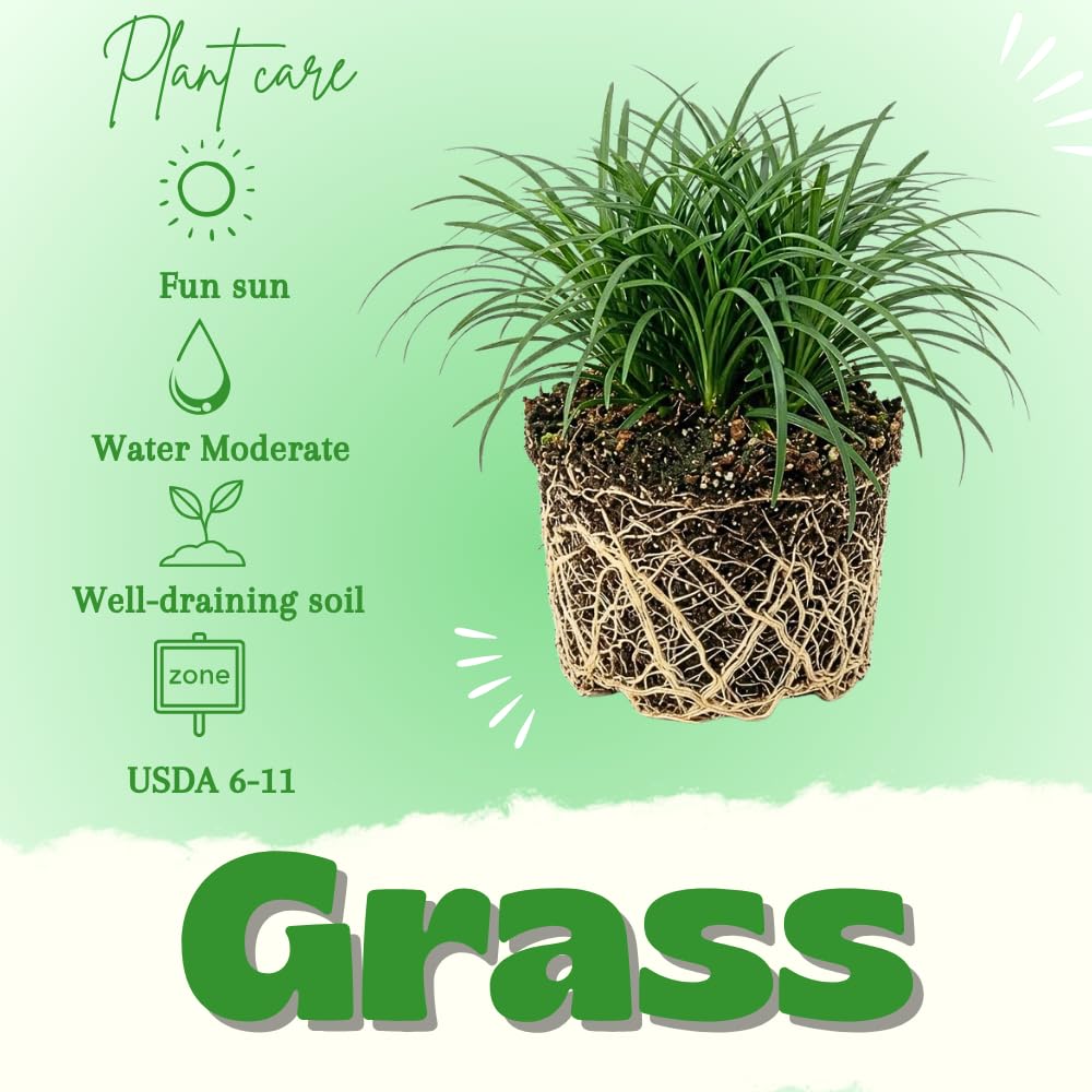 Set of 2 Dwarf Mondo Grass Live Plant 4-6 Inches Tall, Ornamental Grass Live Plants, Low Maintenance, Ideal for Outdoor Gardening