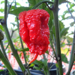 1 Large Plant Red Dragon Pepper Live Plants Per Pot, 100 Days Old Pepper Plant Well Rooted Seedlings, Hot Peppers for Year Round Harvesting