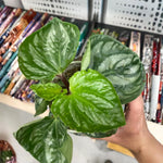 Watermelon Peperomia Plant Live, Rare Peperomia Houseplant Live, Ripple Foliage, 3 to 5 Inches Tall, Ideal for Home and Office Decoration