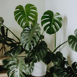 Green Monstera Plant Live, Monstera Live Plant, Houseplants, 5 to 7 Inc Tall for Gardening