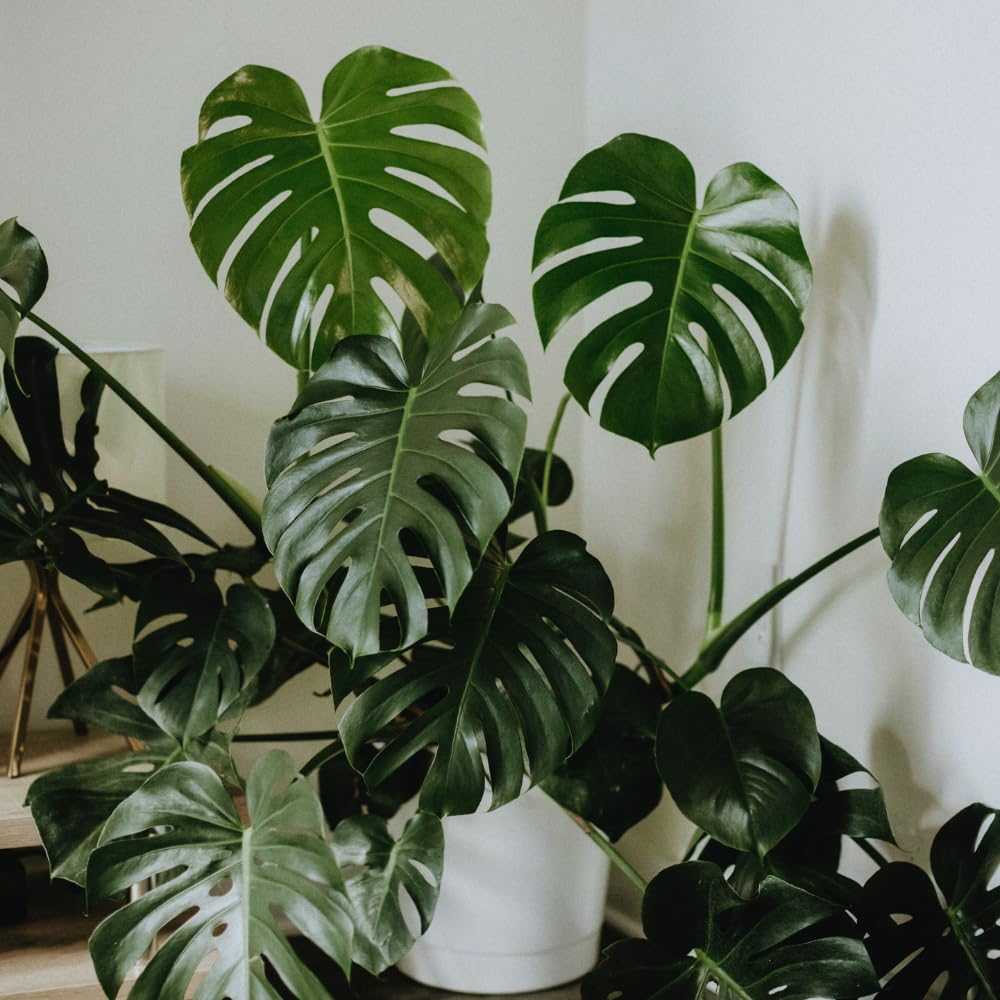 Green Monstera Plant Live, Monstera Live Plant, Houseplants, 5 to 7 Inc Tall for Gardening