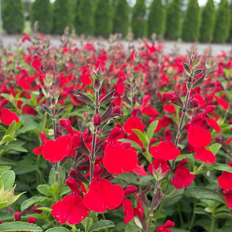 4 Fragrant Sage Salvia Live Plants, Planting in Spring Sage Plants Live, 5 to 10 Inches in Tall, Change Color (Red, Hot Lips Like)