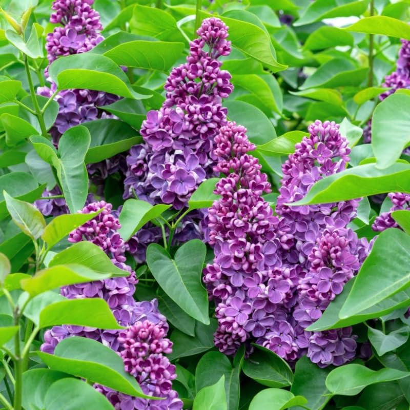 Purple Lilac Plant, Hardy Lilac Bush for Container and Garden Growing, Fragrant Lavender Purple Blooms - 14 to 16 Inches