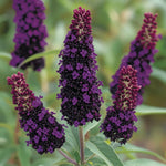 Pack 2 Butterfly Bush Live Plant, Fragrant Buddleia Shrub, 4-9 Inch Height, Vibrant Blooms for Landscaping (Black Butterfly)