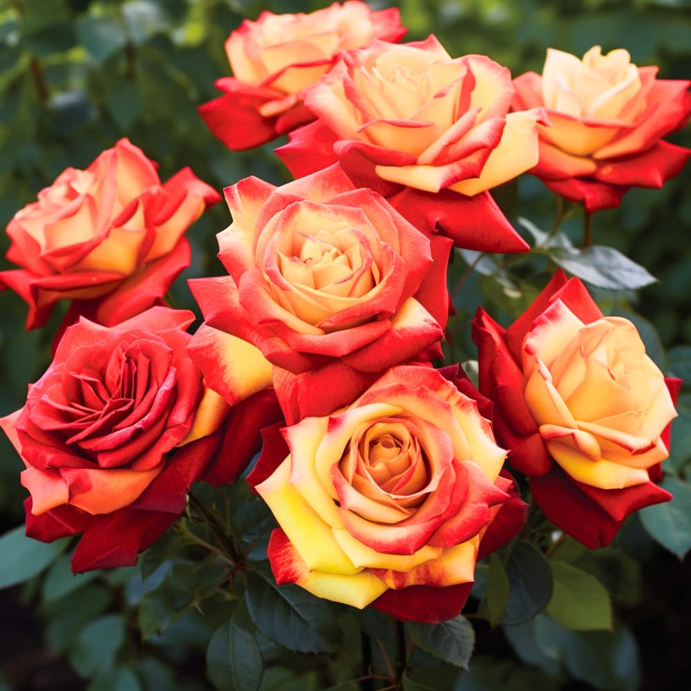 Rose Plant Live, Rose Bush Live Plant, Fragrant Flowers Ready to Plant, 5-9 Inch Height, Well-Rooted, No Pot (Rare Rose)