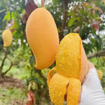 Yellow Mango Trees Live Plants, 5-12 Inches in Pot, Well Rooted Sweet Mango Tree for Planting