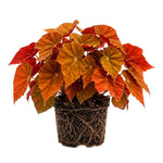 Begonia Live Plant, Begonias Live Plant, Rare Begonias Plants, 5-7 Inches in Height for Indoor Houseplant (Red Orange Begonia)