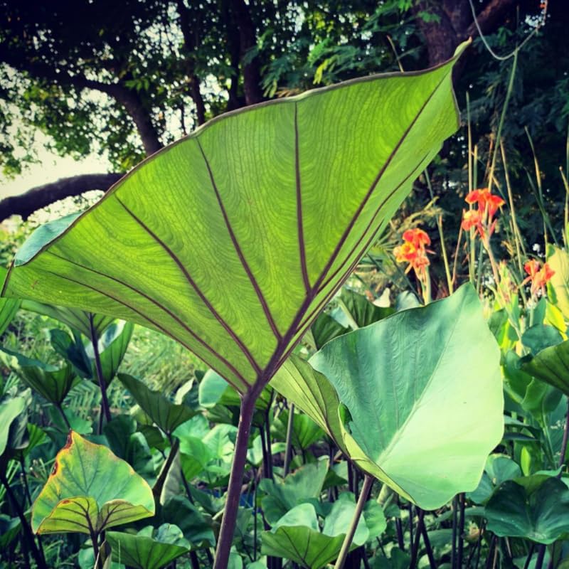 Elephant Ear Plants, Rare Colocasia Plant Live, Perennial Esculenta Taro Alocasia 4-8 Inch Tall, Indoor Outdoor Garden (Black Stem)