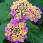 3 Trailing Lantana Plants Live, 5 to 7 Inc Tall, Pink Lantana Live Plants for Planting Outdoors Flower Gardening