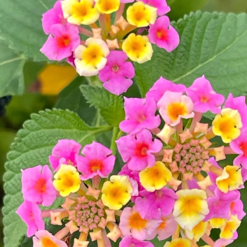 3 Trailing Lantana Plants Live, 5 to 7 Inc Tall, Pink Lantana Live Plants for Planting Outdoors Flower Gardening