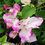 Combo 2 Bougainvillea Plants Live Trees, Outdoor Bougainvillea Plant for Trailing Flowering Vines or Bush Tree, 5-10” Tall, Well-Rooted Bougainvillea (Coconut Ice Color)
