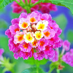 2 Lantana Plants Live for Planting Indoor Outdoor, 4-8" Tall, Fragrant Lantana Flowers Perennial to Grow (Pink Lantana)