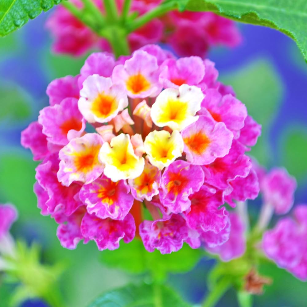 2 Lantana Plants Live for Planting Indoor Outdoor, 4-8" Tall, Fragrant Lantana Flowers Perennial to Grow (Pink Lantana)
