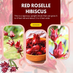 Red Roselle Hibiscus Plants Live in 4" Pot, Sabdariffa Roselle Hibiscus Flowers for Planting, 4-7 Inches Tall