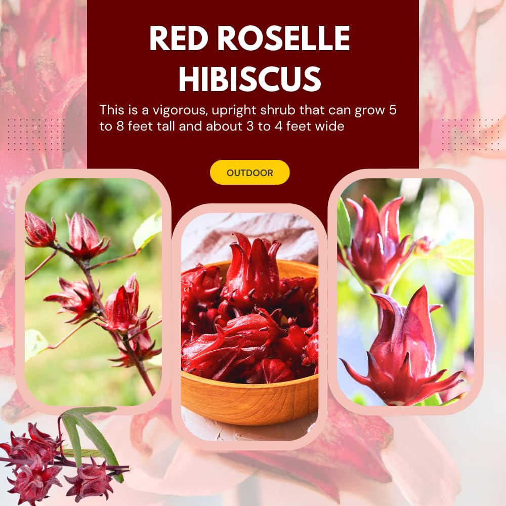 Red Roselle Hibiscus Plants Live in 4" Pot, Sabdariffa Roselle Hibiscus Flowers for Planting, 4-7 Inches Tall