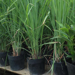 No Pot, 6 Lemon Grass Plants Live, 4-10 Inc Tall Well Rooted, Lemongrass Plants for Outside Planting, Fragant Herb Lemongrass Planting