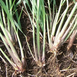 2 Lemongrass Plants, Lemon Grass Live Plant, Live Lemon Grass, Lemon Grass Plants, Live Lemongrass Plants in 4 Inc Pot
