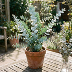 2 Baby Blue Eucalyptus Live Plants, Fragrant Eucalyptus Herb for Garden and Patio Containers, 2-5 Inches Tall Plugs