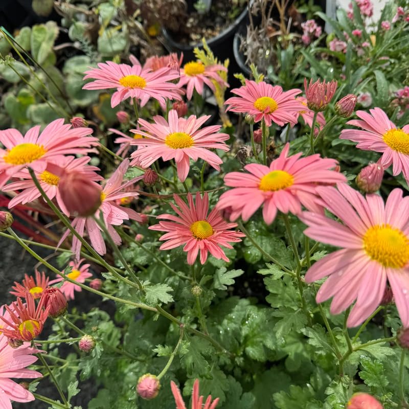 Apricot Chrysanthemum Plant, Set 2 Apricot Mums Plants Live, Hardy Perennial Mum Live Plant, 3 to 6 Inch Tall Garden Mum Starter Plants for Garden Beds, Containers, Vibrant Fall Blooms, No Pot