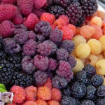 2 Raspberry Plants Live for Planting, Golden Raspberry Everbearing, Very Large and Sweet Raspberries, Well-Rooted Zones 4-8 (Purple Glencoe)