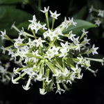 2 Mix Jasmine Live Plants, Fragrant Flowering Shrubs, 4-6" Tall