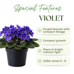 African Violets Live Plant, Purple African Violet Plant, 3-5 Inches Tall, Vibrant Blooms, Easy Care Indoor Flowering Plants for Home and Office Decoration