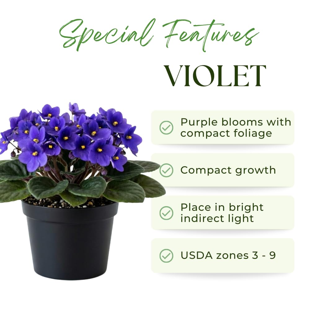 African Violets Live Plant, Purple African Violet Plant, 3-5 Inches Tall, Vibrant Blooms, Easy Care Indoor Flowering Plants for Home and Office Decoration