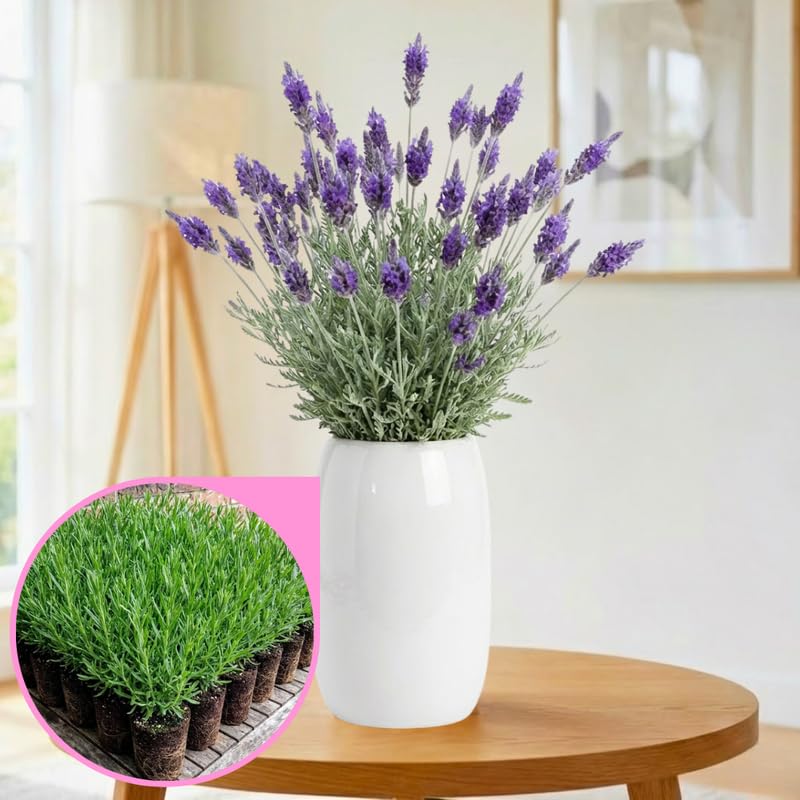 4 Hidcote Blue Lavender Plants Live for Outside Planting, Perennial Bloom, Live Lavender Plants 5–9 Inches Tall with Fragrant Flowers for Spring Growing