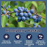 Blue Haskap Honeyberry Live Plant for Planting, Honeyberrie Plant Live 5-8 Inches Tall, Cold Hardy Fruit Bush for Home Garden