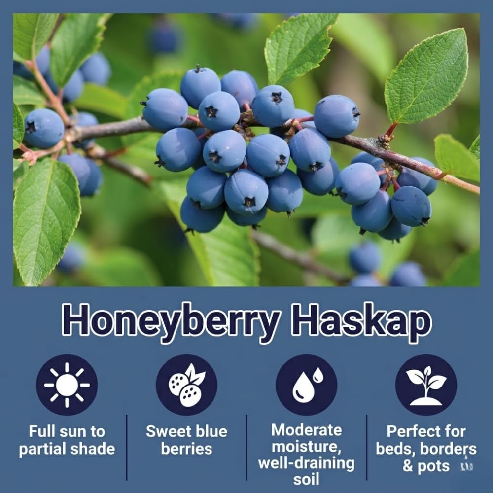 Blue Haskap Honeyberry Live Plant for Planting, Honeyberrie Plant Live 5-8 Inches Tall, Cold Hardy Fruit Bush for Home Garden