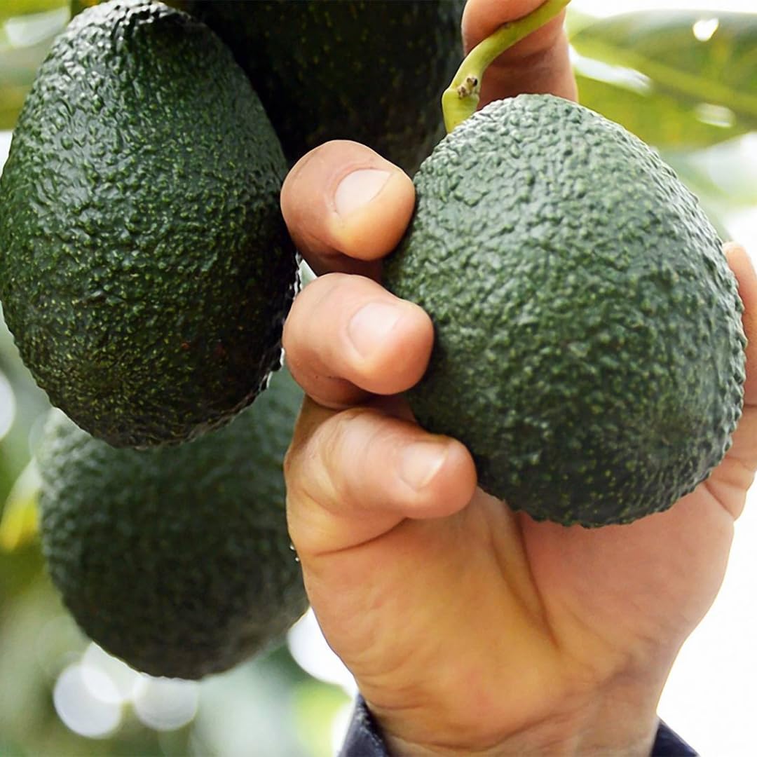 Avocado Trees Live Plants 8-12 Inches Tall, Cold Hardy, Zones 9-11, Planting Indoor Outdoor, No CA