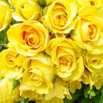 Rose Live Plant, Yellow Rose Bush Ready to Plant Well Rooted 5-9 Inch Tall, Heirloom Rose Flowers, No Pot