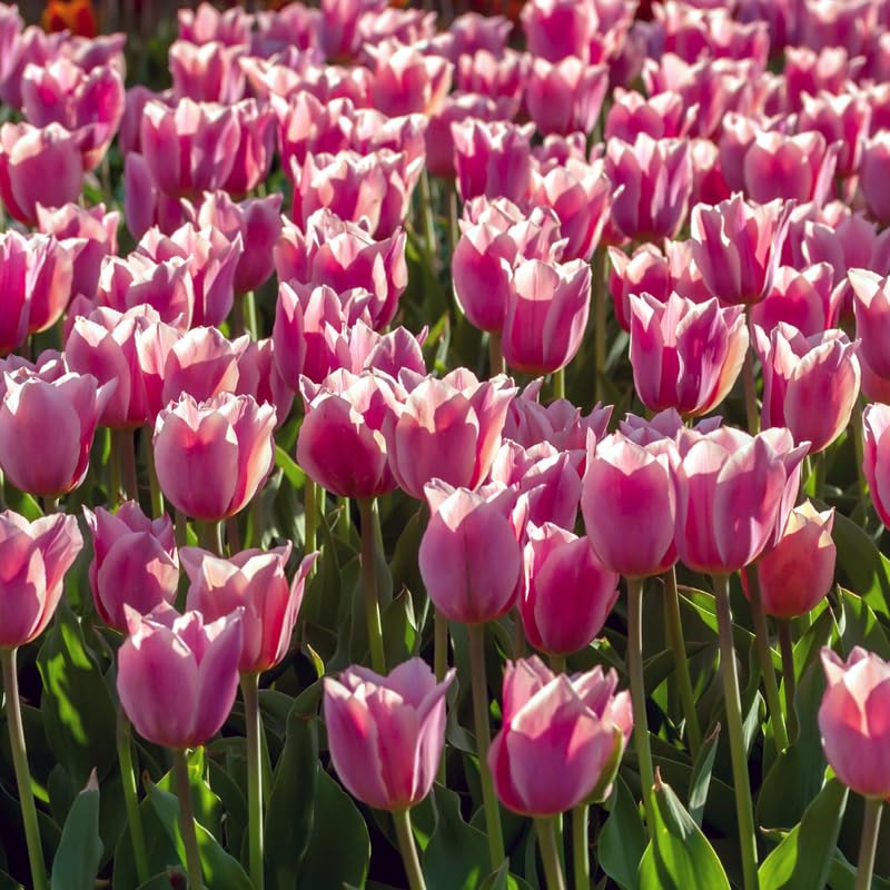 20 Tulip Bulbs for Fall Planting, Large Top Size Tulip Bulbs by Hardiness Zones 3-11, Cold Hardy, Mixed Double Peony Tulip Color for Gardens, Borders or Flowerbeds
