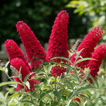 AVERAR 6 Months Old Red Butterfly Bush Live Plant, Butterfly Bushes Ready to Plant Outdoor, Buddleia Plant Bush Shrub 5-7 Inches Tall, No Pot