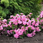 Pink Dwarf Azalea Rhododendron Plants Live Tree, 1 Gallon Pot Azalea Bush Shrub Vibrant Bloom, 1 Year Old Well Rooted, Cold Hardy